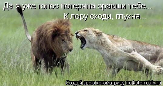 Да я уже голос потеряла оравши тебе... К лору сходи, глухня...... Котоматрица: Да я уже голос потеряла оравши тебе... К лору сходи, глухня...