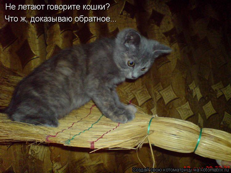 Не летают говорите кошки? Что ж, доказываю обратное...... Котоматрица: Не летают говорите кошки? Что ж, доказываю обратное...