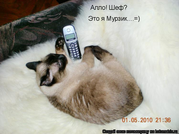 Алло! Шеф? Это я Мурзик....=)... Котоматрица: Алло! Шеф? Это я Мурзик....=)