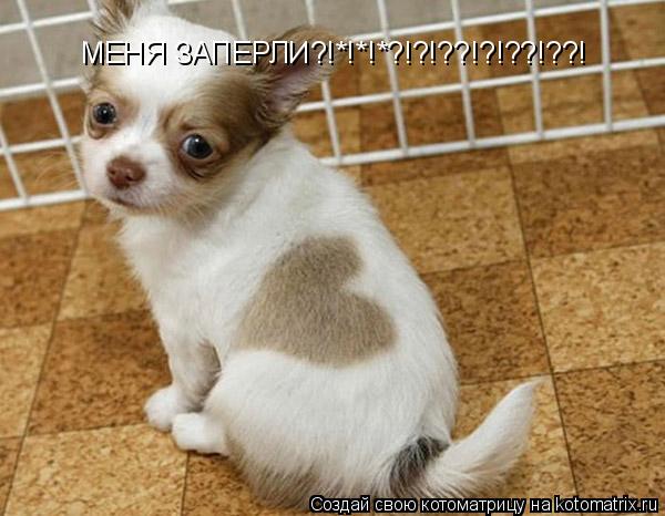 МЕНЯ ЗАПЕРЛИ?!*!*!*?!?!??!?!??!??!... Котоматрица: МЕНЯ ЗАПЕРЛИ?!*!*!*?!?!??!?!??!??!