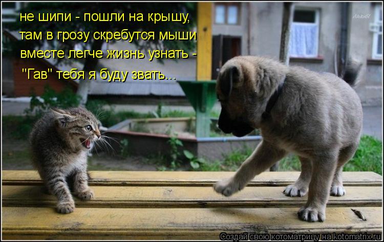 Котоматрица: не шипи - пошли на крышу, там в грозу скребутся мыши вместе легче жизнь узнать - "Гав" тебя я буду звать...