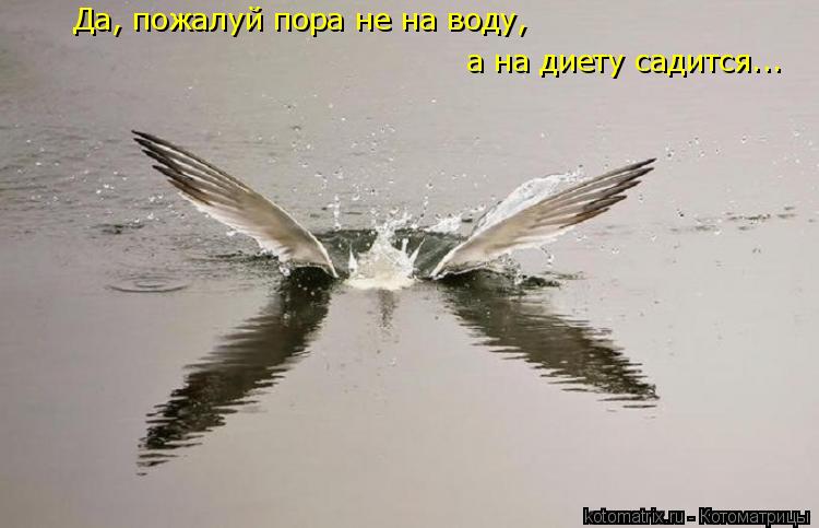 Да, пожалуй пора не на воду, а на диету садится...... Котоматрица: Да, пожалуй пора не на воду, а на диету садится...