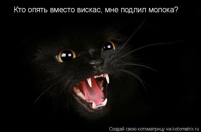 Кто опять вместо вискас, мне подлил молока?... Котоматрица: Кто опять вместо вискас, мне подлил молока?