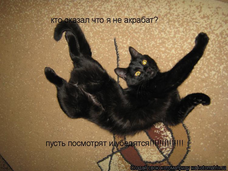 Котоматрица: кто сказал что я не акрабат? пусть посмотрят и убедятся!!!!!!!!!!!!!!