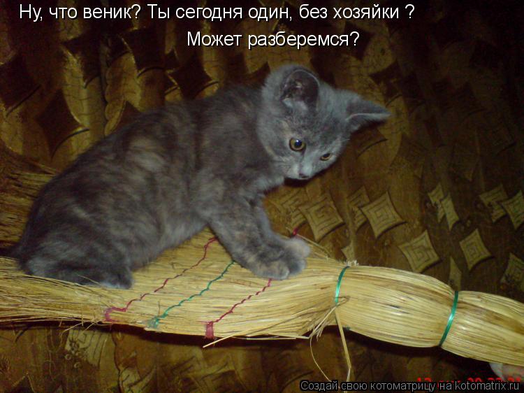 Котоматрица: Ну, что веник? Ты сегодня один, без хозяйки ? Может разберемся?