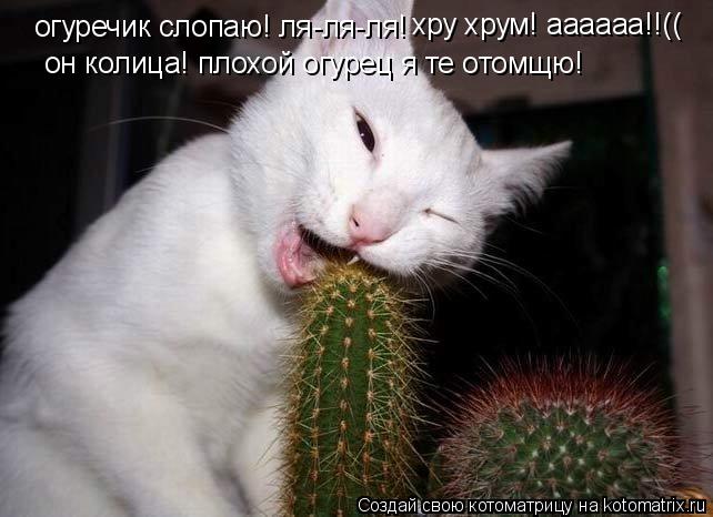 огуречик слопаю! ля-ля-ля! он колица! плохой огурец я те отомщю! хру хрум! аааааа!!((... Котоматрица: огуречик слопаю! ля-ля-ля! он колица! плохой огурец я те отомщю! хру хрум! аааааа!!((