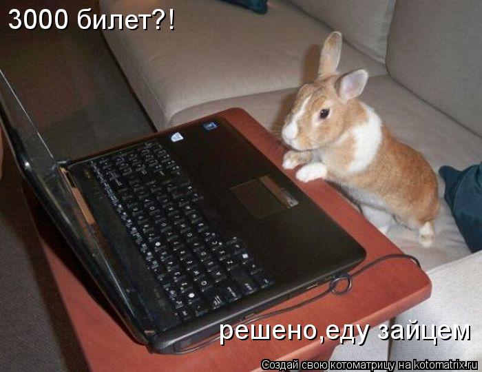 3000 билет?! решено,еду зайцем... Котоматрица: 3000 билет?! решено,еду зайцем