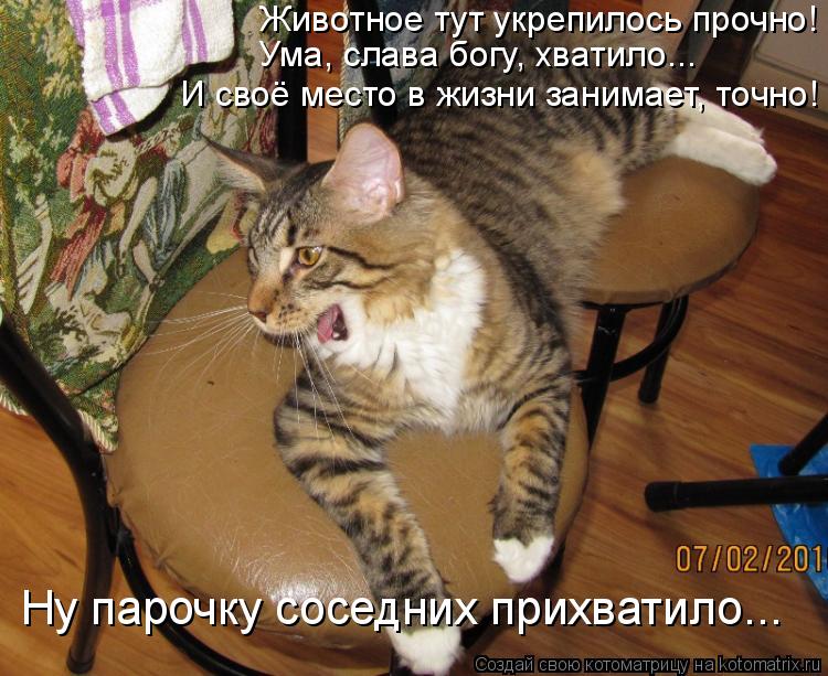 Животное тут укрепилось прочно! Ума, слава богу, хватило... Ну парочку соседних прихватило... И своё ... Котоматрица: Животное тут укрепилось прочно! Ума, слава богу, хватило... Ну парочку соседних прихватило... И своё место в жизни занимает, точно!
