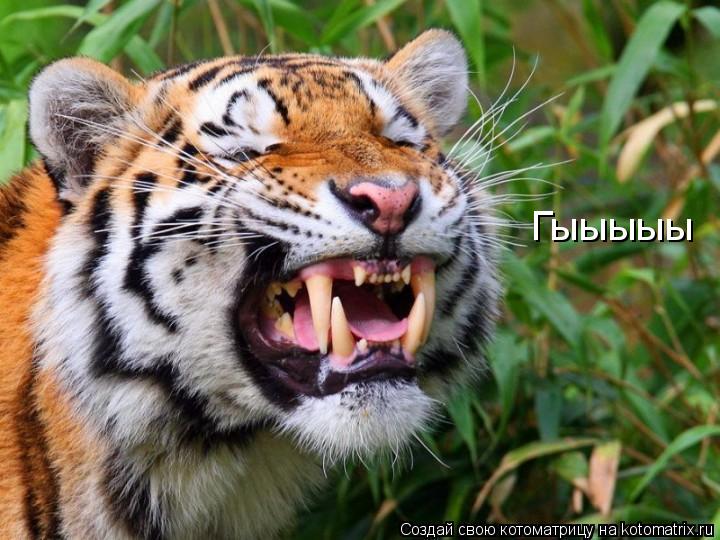 Гыыыыы... Котоматрица: Гыыыыы