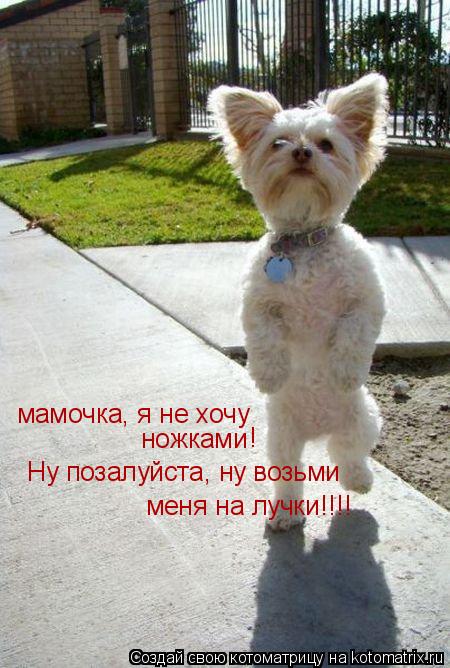 Котоматрица: мамочка, я не хочу ножками Ну позалуйста, ну возьми меня на лучки!!!! !