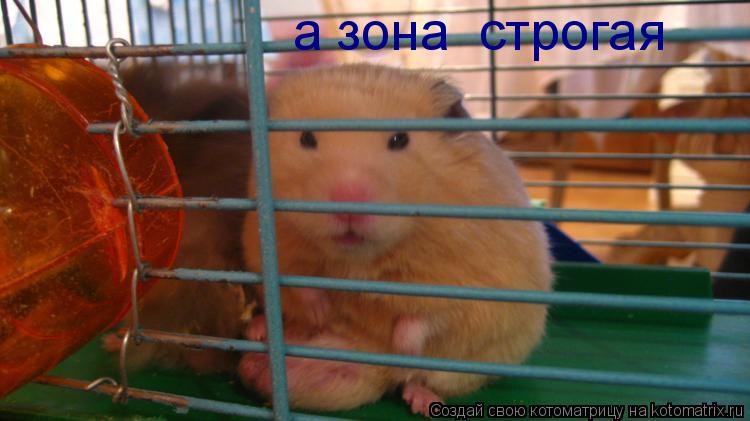 Котоматрица: а зона  строгая