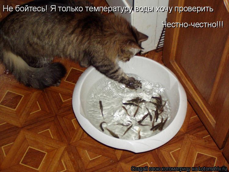 Не бойтесь! Я только температуру воды хочу проверить Честно-честно!!!... Котоматрица: Не бойтесь! Я только температуру воды хочу проверить Честно-честно!!!