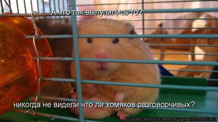 Котоматрица: А что так вылупились то? никогда не видели что ли хомяков разговорчивых?
