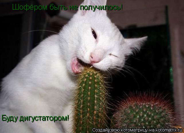 Котоматрица: Шофёром быть не получилось! Буду дигустатором!