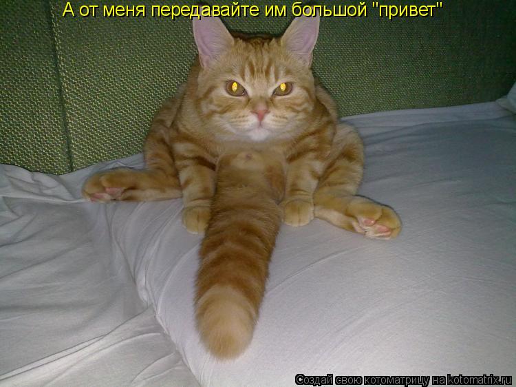 Котоматрица: А от меня передавайте им большой "привет"