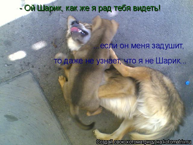 - Ой Шарик, как же я рад тебя видеть! ...если он меня задушит, то даже не узнает, что я не Шарик...... Котоматрица: - Ой Шарик, как же я рад тебя видеть! ...если он меня задушит, то даже не узнает, что я не Шарик...