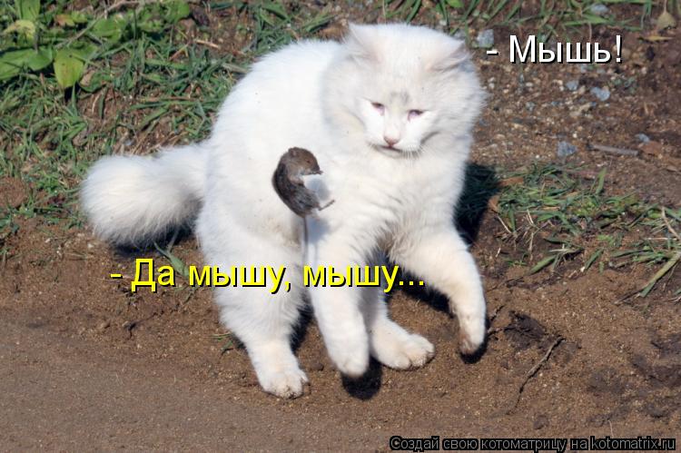 Котоматрица: - Мышь! - Да мышу, мышу...