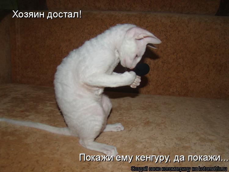 Хозяин достал! Покажи ему кенгуру, да покажи...... Котоматрица: Хозяин достал! Покажи ему кенгуру, да покажи...