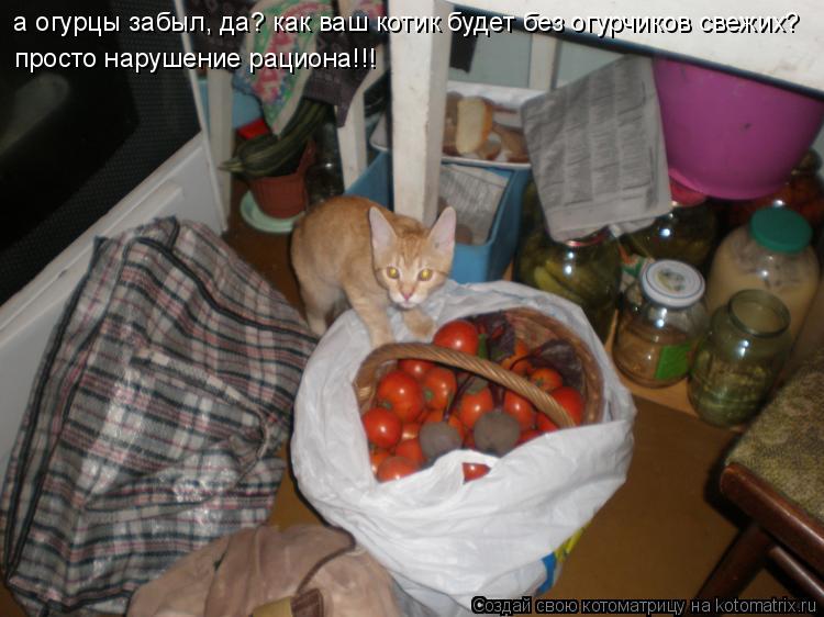 а огурцы забыл, да? как ваш котик будет без огурчиков свежих? просто нарушение рациона!!!... Котоматрица: а огурцы забыл, да? как ваш котик будет без огурчиков свежих? просто нарушение рациона!!!