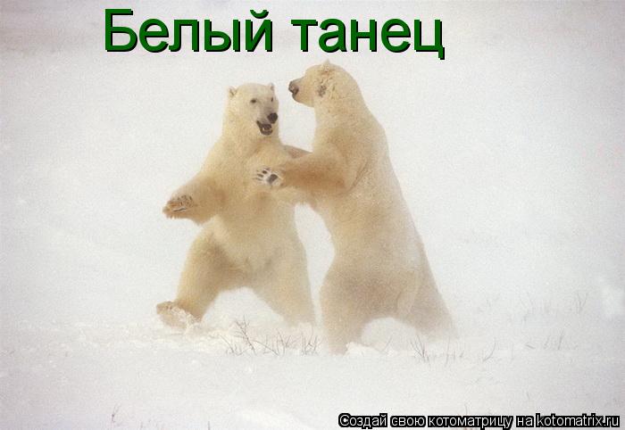 Белый танец... Котоматрица: Белый танец