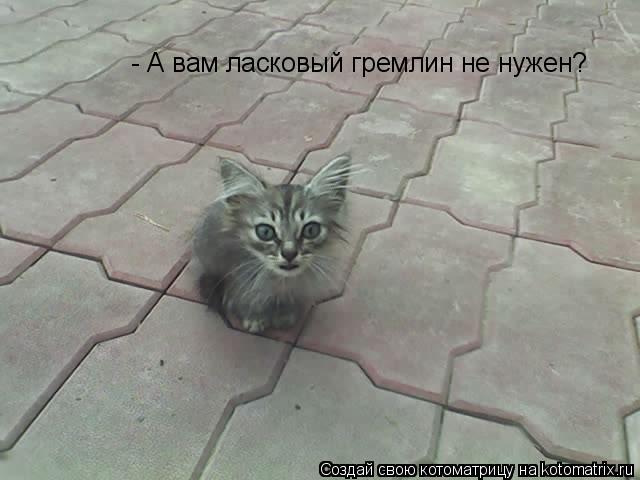- А вам ласковый гремлин не нужен?... Котоматрица: - А вам ласковый гремлин не нужен?