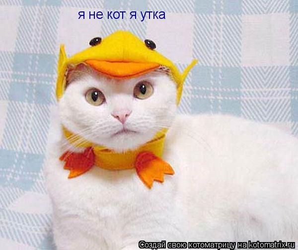 я не кот я утка... Котоматрица: я не кот я утка