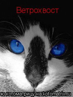 Ветрохвост... Котоматрица: Ветрохвост
