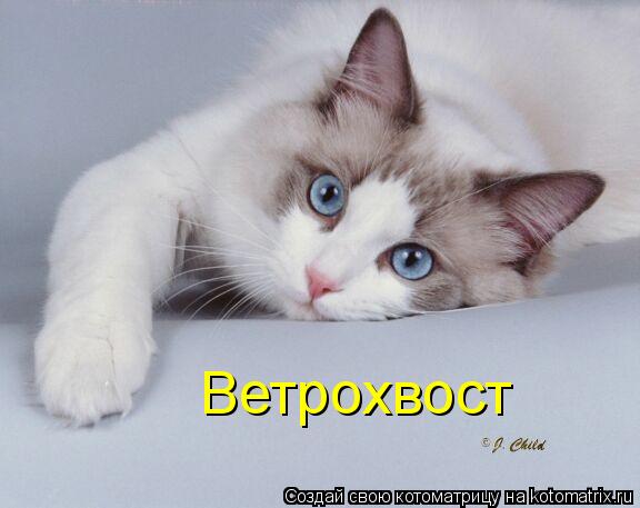 Ветрохвост... Котоматрица: Ветрохвост