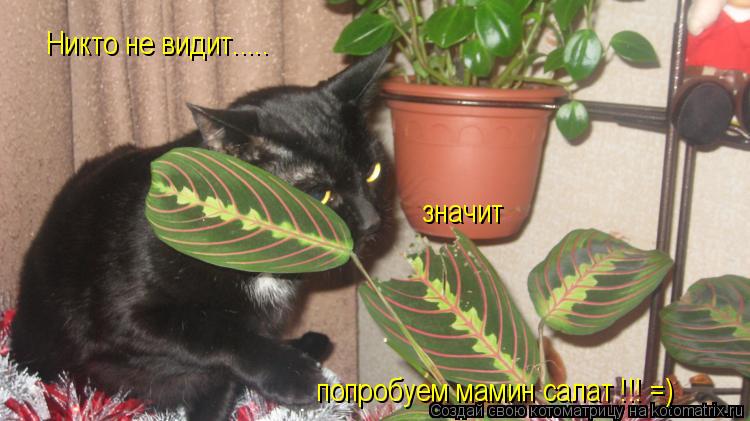Никто не видит..... Никто не видит..... значит попробуем мамин салат !!! =)... Котоматрица: Никто не видит..... Никто не видит..... значит попробуем мамин салат !!! =)