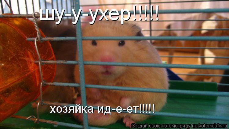 шу-у-ухер!!!!! хозяйка ид-е-ет!!!!!... Котоматрица: шу-у-ухер!!!!! хозяйка ид-е-ет!!!!!
