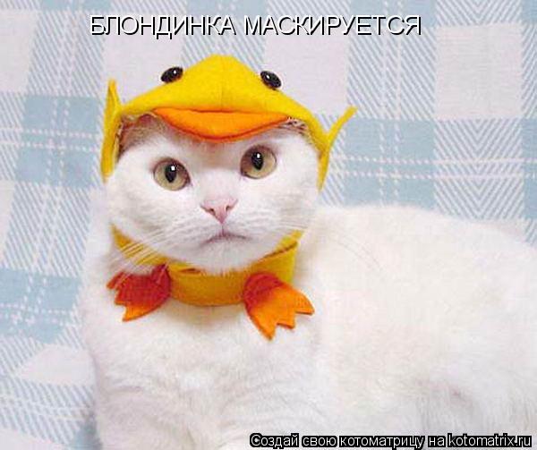БЛОНДИНКА МАСКИРУЕТСЯ... Котоматрица: БЛОНДИНКА МАСКИРУЕТСЯ