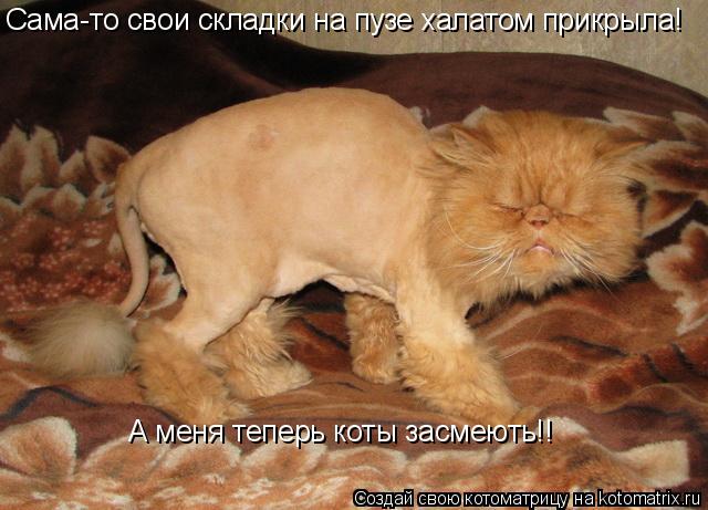 Сама-то свои складки на пузе халатом прикрыла! А меня теперь коты засмеють!!... Котоматрица: Сама-то свои складки на пузе халатом прикрыла! А меня теперь коты засмеють!!