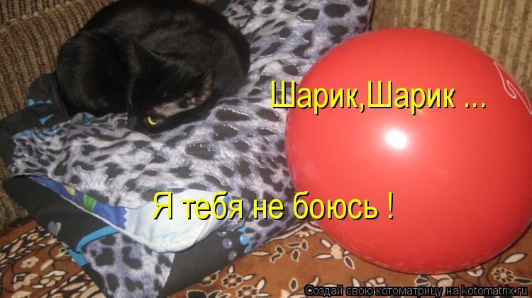 Шарик,Шарик ... Я тебя не боюсь !... Котоматрица: Шарик,Шарик ... Я тебя не боюсь !