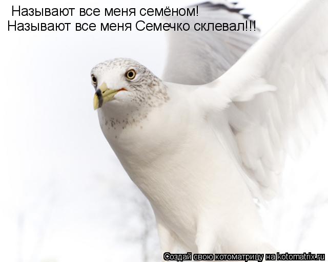 Называют все меня семёном! Называют все меня Семечко склевал!!!... Котоматрица: Называют все меня семёном! Называют все меня Семечко склевал!!!
