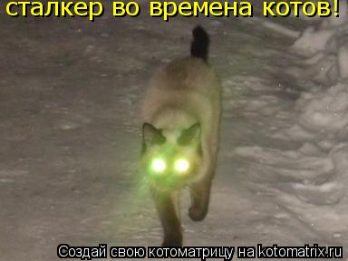 сталкер во времена котов!... Котоматрица: сталкер во времена котов!