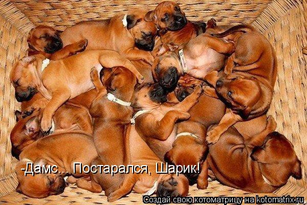 -Дамс... Постарался, Шарик!... Котоматрица: -Дамс... Постарался, Шарик!