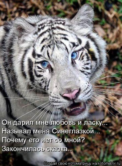Он дарил мне любовь и ласку... Называл меня Синеглазкой... Почему его нет со мной? Закончилась сказка... Котоматрица: Он дарил мне любовь и ласку... Называл меня Синеглазкой... Почему его нет со мной? Закончилась сказка..