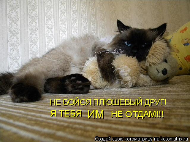 Котоматрица: НЕ БОЙСЯ ПЛЮШЕВЫЙ ДРУГ! Я ТЕБЯ  ИМ НЕ ОТДАМ!!!