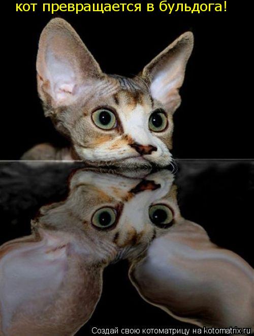 кот превращается в бульдога!... Котоматрица: кот превращается в бульдога!