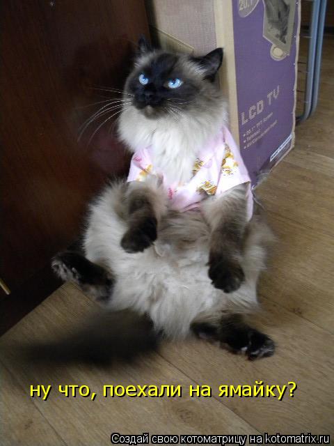 ну что, поехали на ямайку?... Котоматрица: ну что, поехали на ямайку?