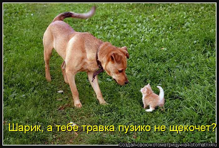 Котоматрица: Шарик, а тебе травка пузико не щекочет?