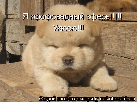 Котоматрица: Я кфофовадный зферь!!!!! Укюсю!!!