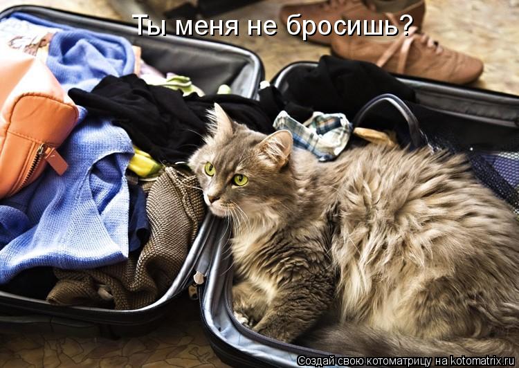Ты меня не бросишь?... Котоматрица: Ты меня не бросишь?