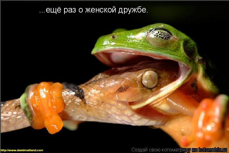 ...ещё раз о женской дружбе.... Котоматрица: ...ещё раз о женской дружбе.