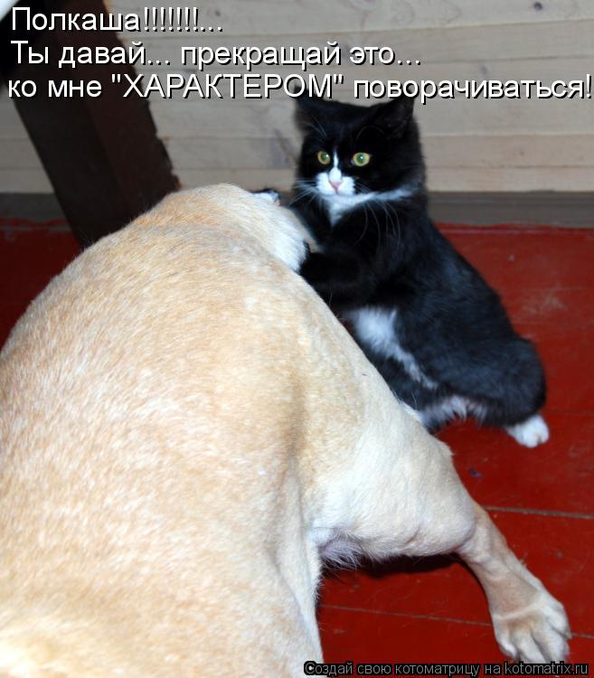Полкаша!!!!!!!... Ты давай... прекращай это... ко мне "ХАРАКТЕРОМ" поворачиваться!...... Котоматрица: Полкаша!!!!!!!... Ты давай... прекращай это... ко мне "ХАРАКТЕРОМ" поворачиваться!...