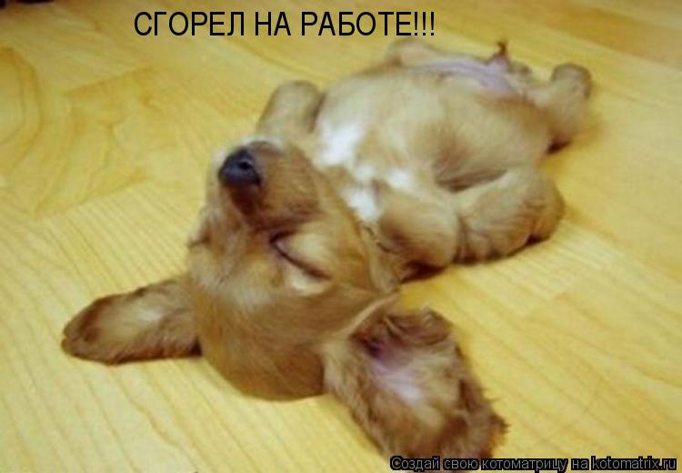 СГОРЕЛ НА РАБОТЕ!!!... Котоматрица: СГОРЕЛ НА РАБОТЕ!!!
