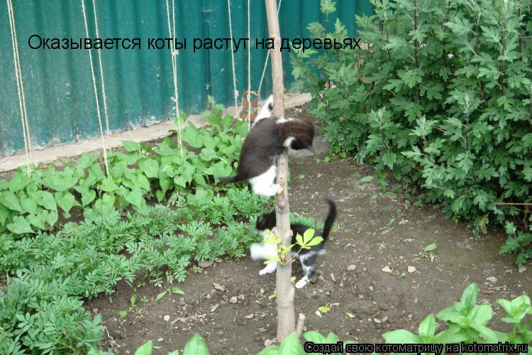 Оказывается коты растут на деревьях... Котоматрица: Оказывается коты растут на деревьях