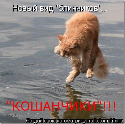 Новый вид "блинчиков"... "КОШАНЧИКИ"!!!... Котоматрица: Новый вид "блинчиков"... "КОШАНЧИКИ"!!!