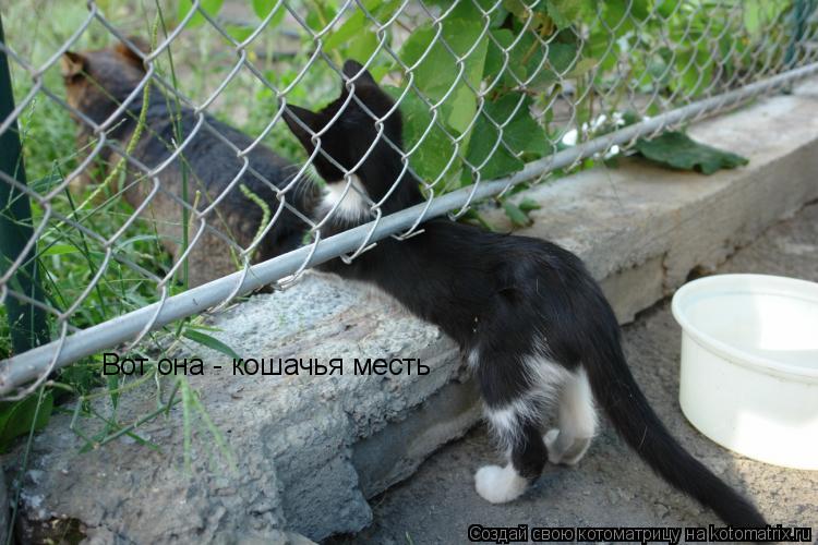 Котоматрица: Вот она - кошачья месть