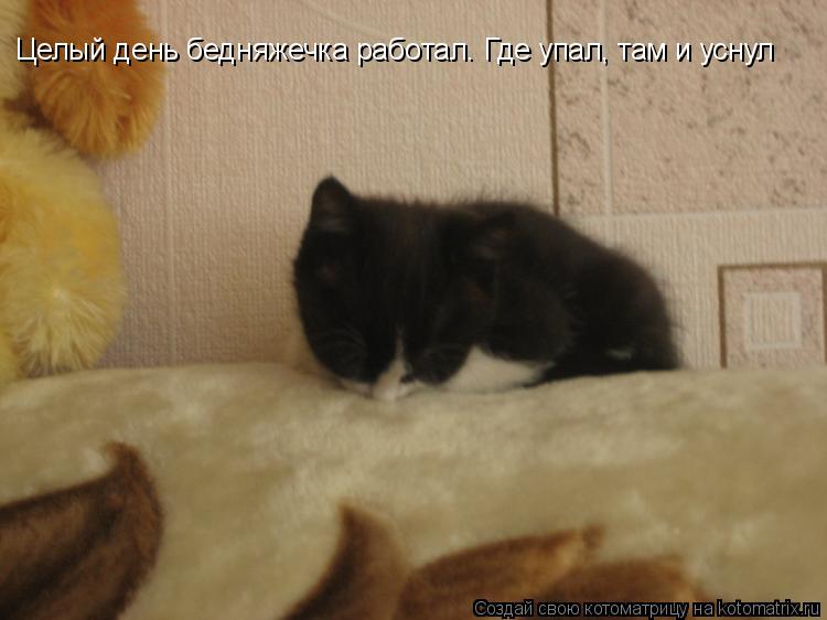 Котоматрица: Целый день бедняжечка работал. Где упал, там и уснул